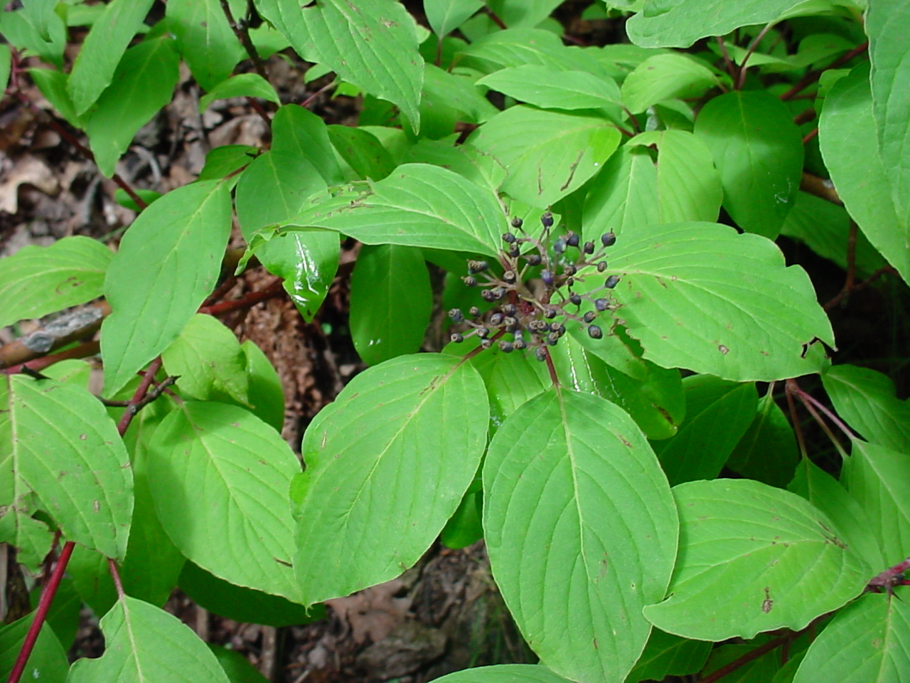 red osier dogwood